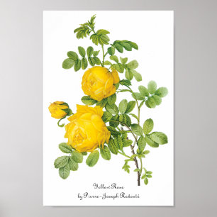 Blom- blommor för vintage, gul ros vid Redoute Poster