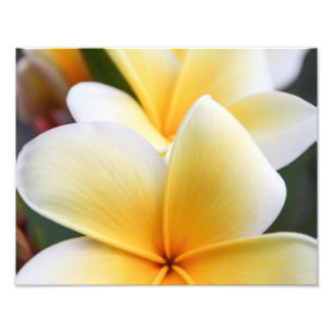 Blom- design för gul PlumeriablommaFrangipani Fototryck