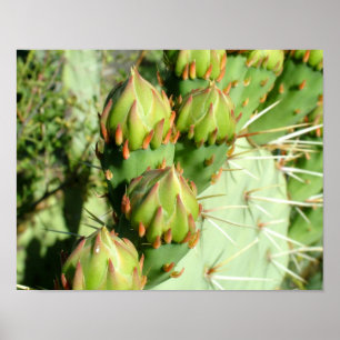 Blom för Prickly Pear Poster