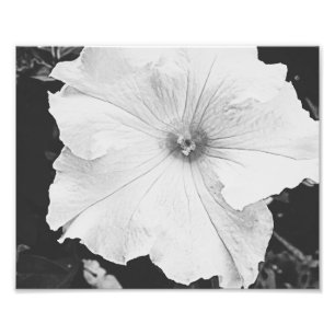 Blom- foto 10x8 för vit