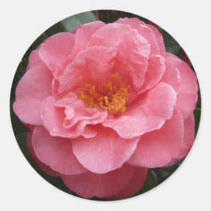 Blom- fotoklistermärke för nätt rosa Camellia Runt Klistermärke