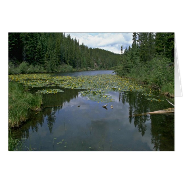 Blom i vatten hälsningskort (Framsidan Horizontal)