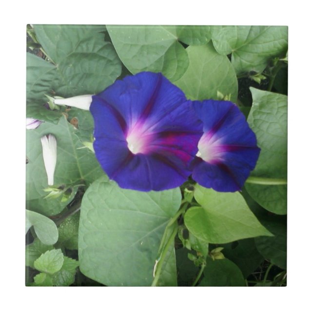 Blom- keramiska belägger med tegel kakelplatta (Framsidan)