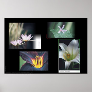 Blom- Montage Poster