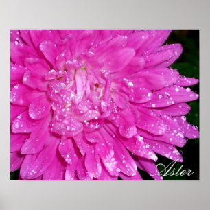 Blom- serie: Asteraceae Poster