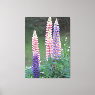 Blomande stjärnblommor canvastryck