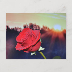 Blombild av röd ros vykort