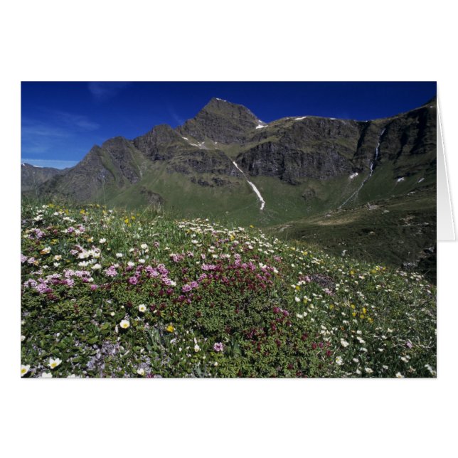 Blomblommor, Alpernor, Schweiz Hälsningskort (Framsidan Horizontal)