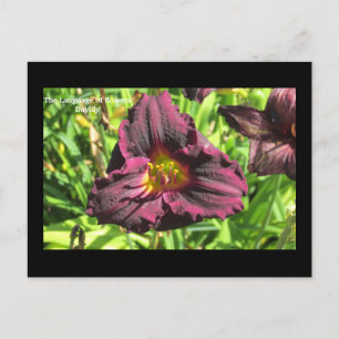 Blomens språk Mörk Day lily vycard Vykort
