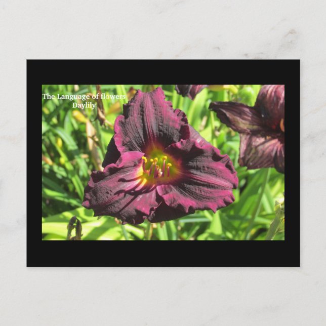 Blomens språk Mörk Day lily vycard Vykort (Framsida)
