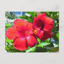 Blomens språk Röda Hibiscus Vykort