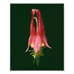 Blomfärgad Vild, färgämne 8 x 10 Fototryck