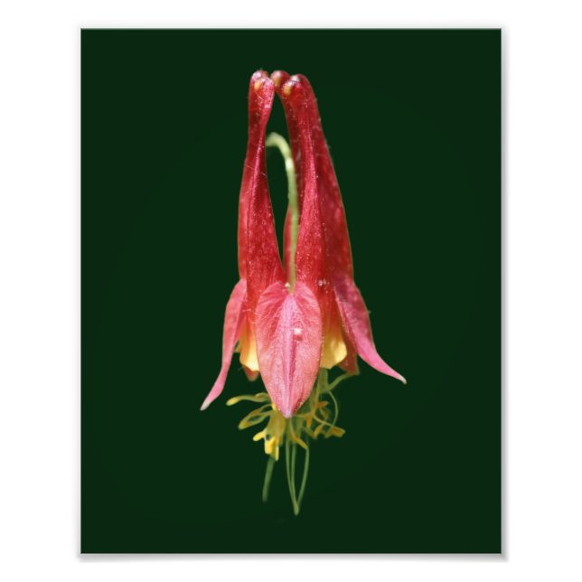 Blomfärgad Vild, färgämne 8 x 10 Fototryck (Framsidan)
