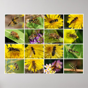 Blomflugor Poster