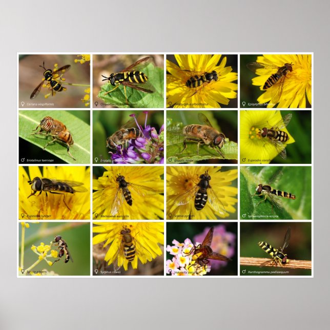 Blomflugor Poster (Framsidan)