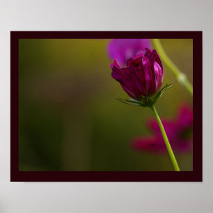 Blomfotoaffisch Poster
