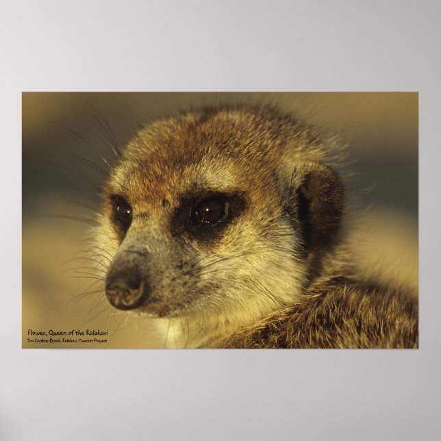 Blomfri Poster - insamling av Royal Whiskers (Framsidan)