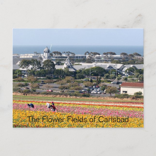 Blomfritt Fält på Carlsbad Postcard Vykort (Framsida)