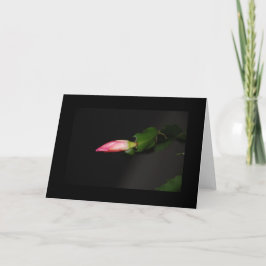 Blomkaktus julbloom helgkort