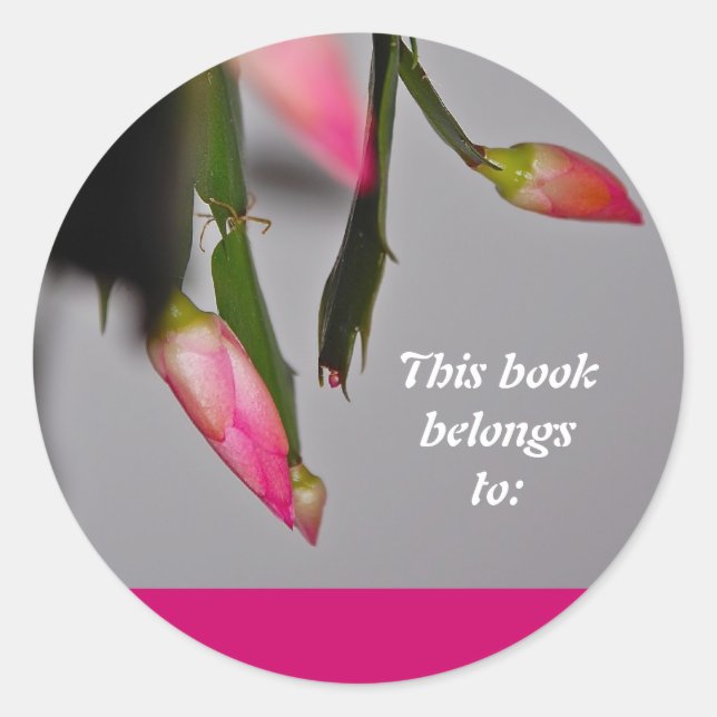 Blomkaktus julbloom runt klistermärke (Framsida)