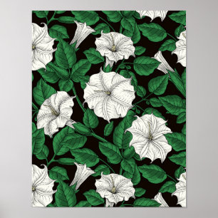 Blomkål 2 poster