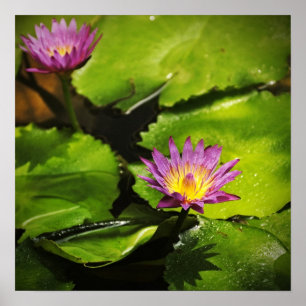 Blomkål från vatten (Lotus) Poster