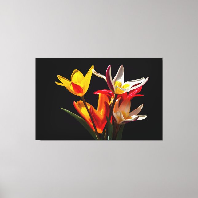 Blomkål mot svart bakgrund canvastryck (Framsida)