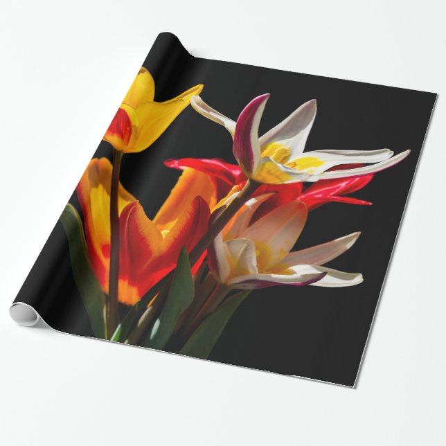 Blomkål mot svart bakgrund presentpapper (Utrullad)