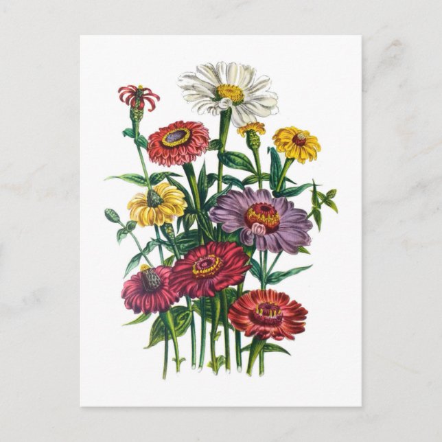 Blomkarneval Vykort (Framsida)