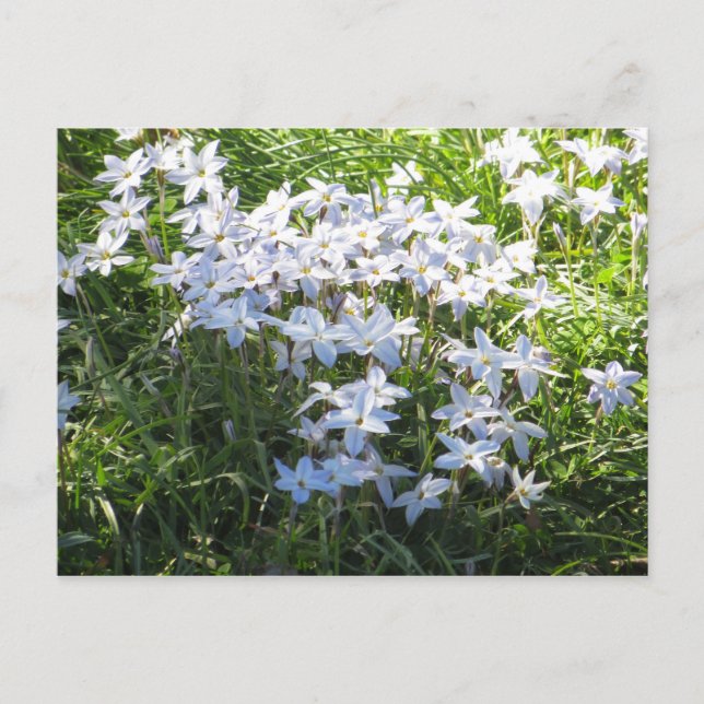 Blomkluster Vykort (Framsida)