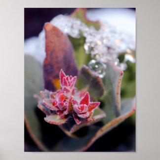 Blomknopp Poster