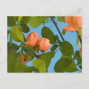 blomknoppar vykort