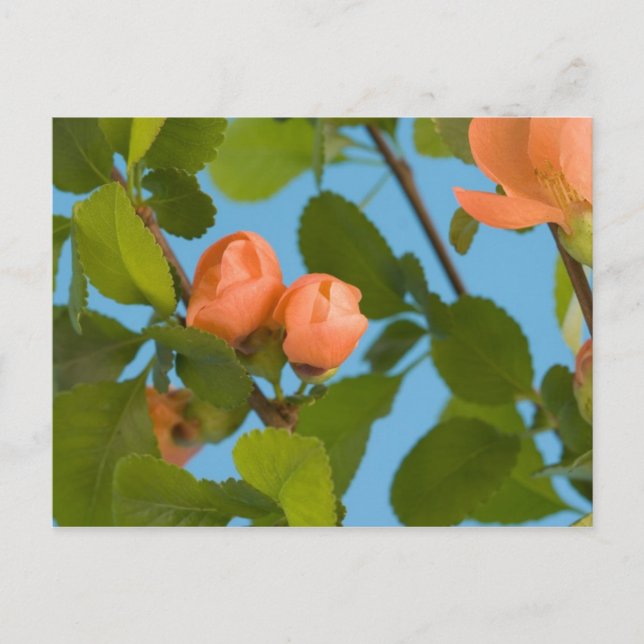 blomknoppar vykort (Framsida)