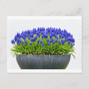 Blomkorgen grått metall med blå druvhyacinater vykort