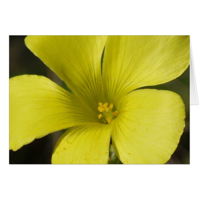 Blomkort för gult hälsningskort (Framsidan Horizontal)