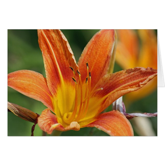 Blomkort för orange hälsningskort (Framsidan Horizontal)