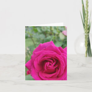 Blomkort för rosa ros kort