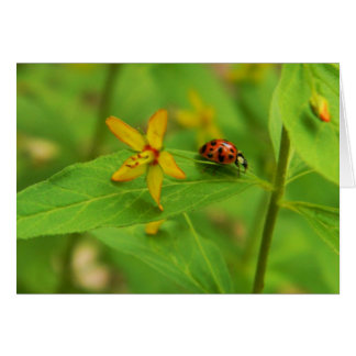 Blomkort och Ladybug-kort Hälsningskort