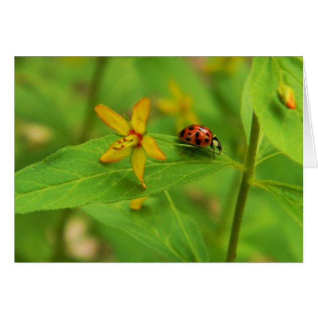 Blomkort och Ladybug-kort Hälsningskort (Framsidan Horizontal)