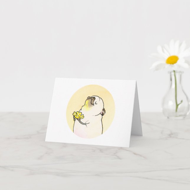 Blomkrukor: Butterkoppar Kort (Liten växt)