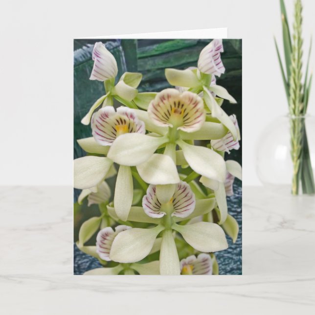 Blomma #2817 kort (Framsida)