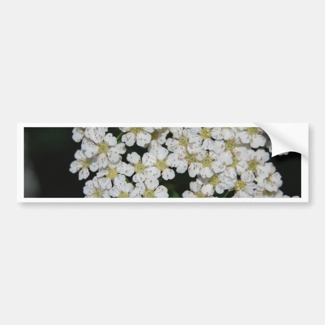 blomma bildekal (Framsidan)