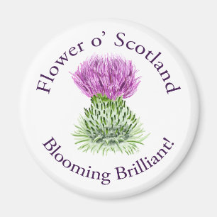Blomma briljant skotsk Thistle Magnet