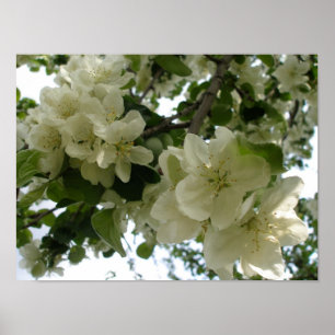 Blomma det Apple trädtrycket Poster
