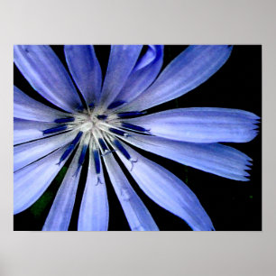 Blomma för blåttChicoryvild Poster