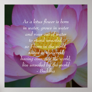 Blomma för Buddha citationsteckenlotusblomma Poster