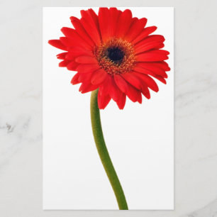 Blomma för daisy för röda Gerber daisyblommor Brevpapper