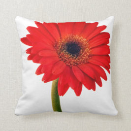 Blomma för daisy för röda Gerber daisyblommor Kudde