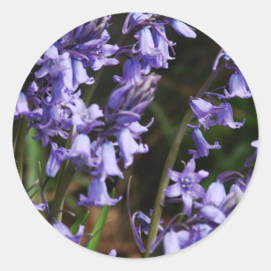 Blomma för lilor för blått för runt klistermärke
