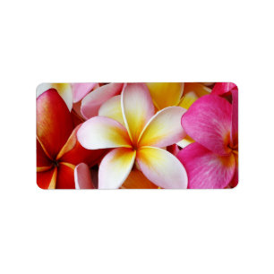 Blomma för Plumeria för gul vit för rosor bland Adressetikett